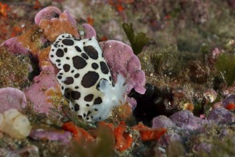Spotted sea snail, leopard snail (Discodoris atromaculata), on a colourful surface in the