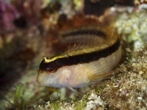 Brightly striped Tompot blenny (Parablennius rouxi) with red eyes in a reef in the Mediterranean