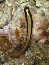 A long stripe blenny (Parablennius rouxi) resting on a rock in an algae-covered underwater