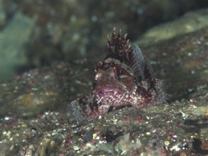 A camouflaged lesser scorpionfish (Scorpaena notata) peeks out from between rocks and blends in