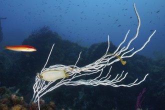 A shark egg is artfully attached to a white gorgonian (Eunicella singularis) while a fish swims