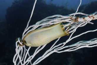 An egg of large spotted catshark (Scyliorhinus stellaris) is attached to a white gorgonian