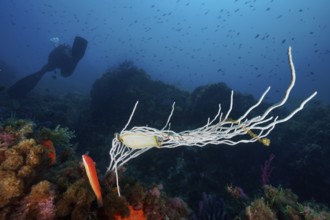 Egg of large spotted catshark (Scyliorhinus stellaris) on white gorgonian (Eunicella singularis),