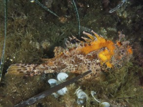 A scorpionfish with striking colouring, red scorpionfish (Scorpaena scrofa), sea sow, resting among
