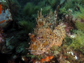 A colourful scorpionfish, red scorpionfish (Scorpaena scrofa), sea sow, between dense algae under