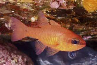 A clearly pictured orange coloured fish, mullet king (Apogon imberbis), swimming underwater in the