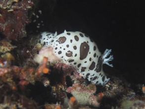 Spotted sea snail, leopard snail (Discodoris atromaculata), in dark surroundings in the
