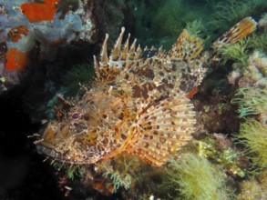 Close-up of an artfully camouflaged scorpionfish, red scorpionfish (Scorpaena scrofa), sea sow,