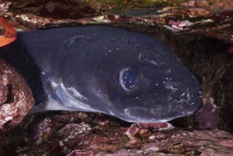 Close-up of a conger eel (Conger conger) hiding between rocks in the Mediterranean Sea near Hyères,
