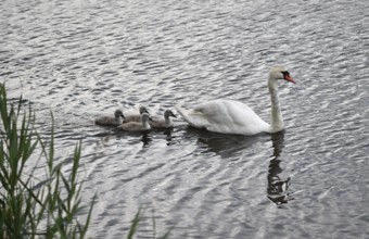 Mute swan (Cygnus olor) with offspring on the Kiel Canal, Kiel Canal, Schleswig-Holstein, Germany
