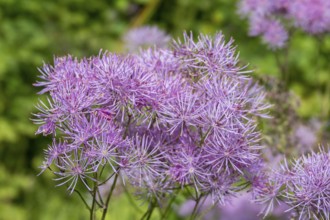 Meadow rue (Thalictrum), Münsterland, North Rhine-Westphalia, Germany