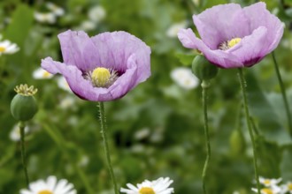 Opium poppy (Papaver somniferum) with raindrops, Münsterland, North Rhine-Westphalia, Germany