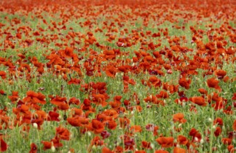 Corn poppy field (Papaver rhoeas), Brandenburg, Germany