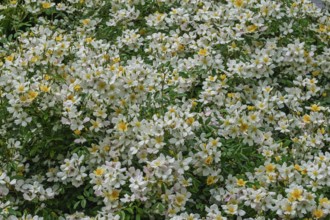 Rose (Rosa sp.), climbing rose in yellow and white, Münsterland, North Rhine-Westphalia, Germany