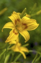 Daylilies (Hemerocallis), North Rhine-Westphalia, Germany