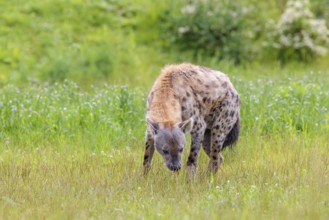 An adult male spotted hyena (Crocuta crocuta) stands on a green meadow and sniffs the ground.