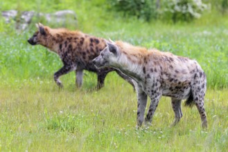 An adult male and a female spotted hyena (Crocuta crocuta) standing on a green meadow, observing