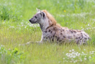An adult male spotted hyena (Crocuta crocuta) lying in a green meadow, observing something.