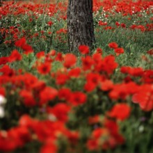 Vibrant field of poppies near a tree trunk, showcases nature's beauty in full bloom during