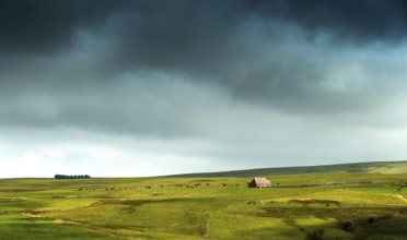 Auvergne Volcanoes Regional Natural Park. Cezallier. Herd of cows near a farmhouse (buron) under a
