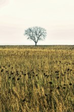 Lonely tree stands tall against a vast field of sunflowers during a calm day. Auvergne. France