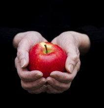 Hands gently holding a fresh red apple against a dark background during an intimate moment of