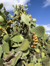 Prickly pear cactus (Opuntia ficus) Opuntia with orange-coloured prickly pear flowers. Gozo, Malta