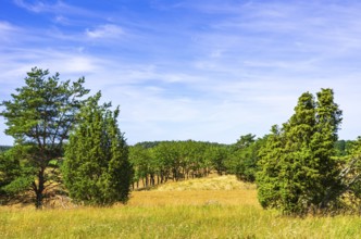 Summer heathland surrounds the Stone and Iron Age burial ground of Stenhusbacken near the village