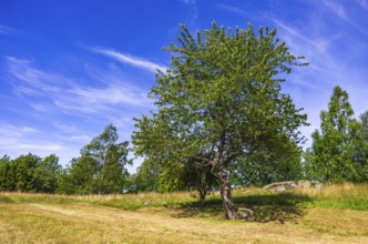 Summer heath landscape with a single wild cherry tree on the burial ground of Stenhusbacken near