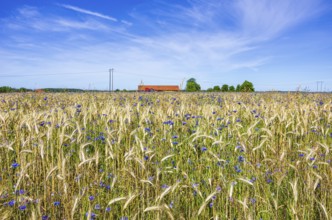 Epic landscape of a cornfield with cornflowers in midsummer in rural surroundings near Sunnersberg,