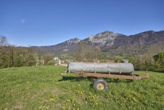 Cattle trough, mountain landscape, mountains, meadow, common dandelion (Taraxacum sect. Ruderalia),