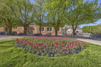 Square, flower bed, tulips (Tulipa), lawn, tree, parking lane with vehicles, general architecture,