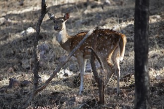 Axis deer or chital (Axis axis) in the dry forest, Ranthambore National Park, Rajasthan, India