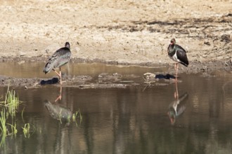 Black storks (Ciconia nigra) at a waterhole in Ranthambore National Park, Rajasthan, India