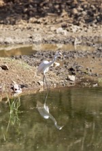 Great White Egret (Ardea alba or Casmerodius albus or Egretta alba) at a waterhole in Ranthambore