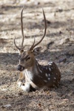 Axis deer or chital (Axis axis) in the dry forest, Ranthambore National Park, Rajasthan, India