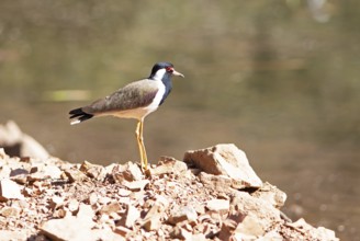 Red lapwing (Vanellus indicus) in Ranthambore National Park, Rajasthan, India