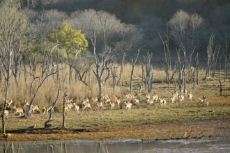 Herd of fleeing Axis deer or chitals (Axis axis) in the dry forest, Ranthambore National Park,