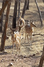 Axis deer or chitals (Axis axis) in the dry forest, Ranthambore National Park, Rajasthan, India