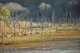 Herd of fleeing Axis deer or chitals (Axis axis) in Ranthambore National Park, Rajasthan, India