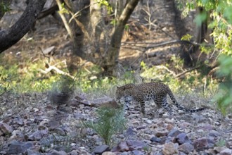 Leopard (Panthera pardus) in Ranthambore National Park, Rajasthan, India