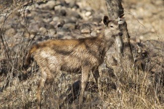 Sambar or sambar deer or horse deer (Cervus unicolor or Rusa unicolor) in the dry forest in