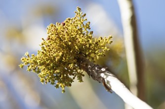 Flower of Garuga pinnata, balsam tree in Ranthambore National Park, Rajasthan, India