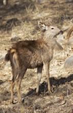 Sambar or sambar deer or horse deer (Cervus unicolor or Rusa unicolor) Juvenile in the dry forest