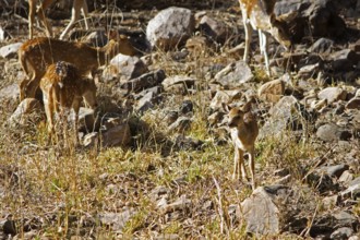 Axis deer or chital (Axis axis), young animal, in the dry forest, Ranthambore National Park,