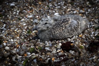 Herring Gull (Larus argentatus), juvenile, lying camouflaged on the beach between pebbles, pebbles,