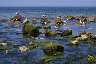 Herring Gulls (Larus argentatus), on rocks, using freshwater spring in the sea, Yport, Alabaster