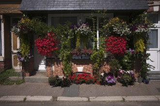 Flowers, floral decoration on a house, Yport, Normandy, Seine-Maritime, France