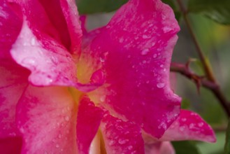 Drops of water on a rose petal, close-up, North Rhine-Westphalia, Germany