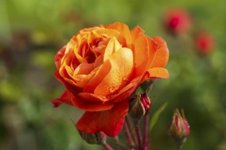 Red blossom of the shrub rose with water droplets and buds, North Rhine-Westphalia, Germany